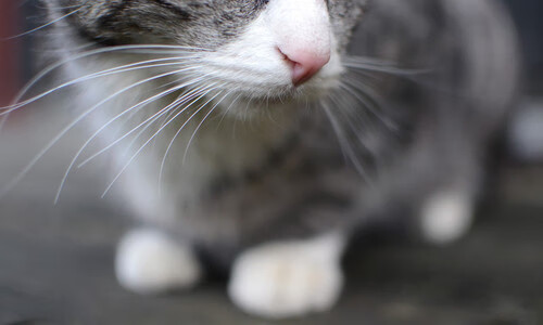 IM体育App下载-北欧寒流难阻天才光芒，贝林厄姆在里昂的舞台上向世界证明唯一性