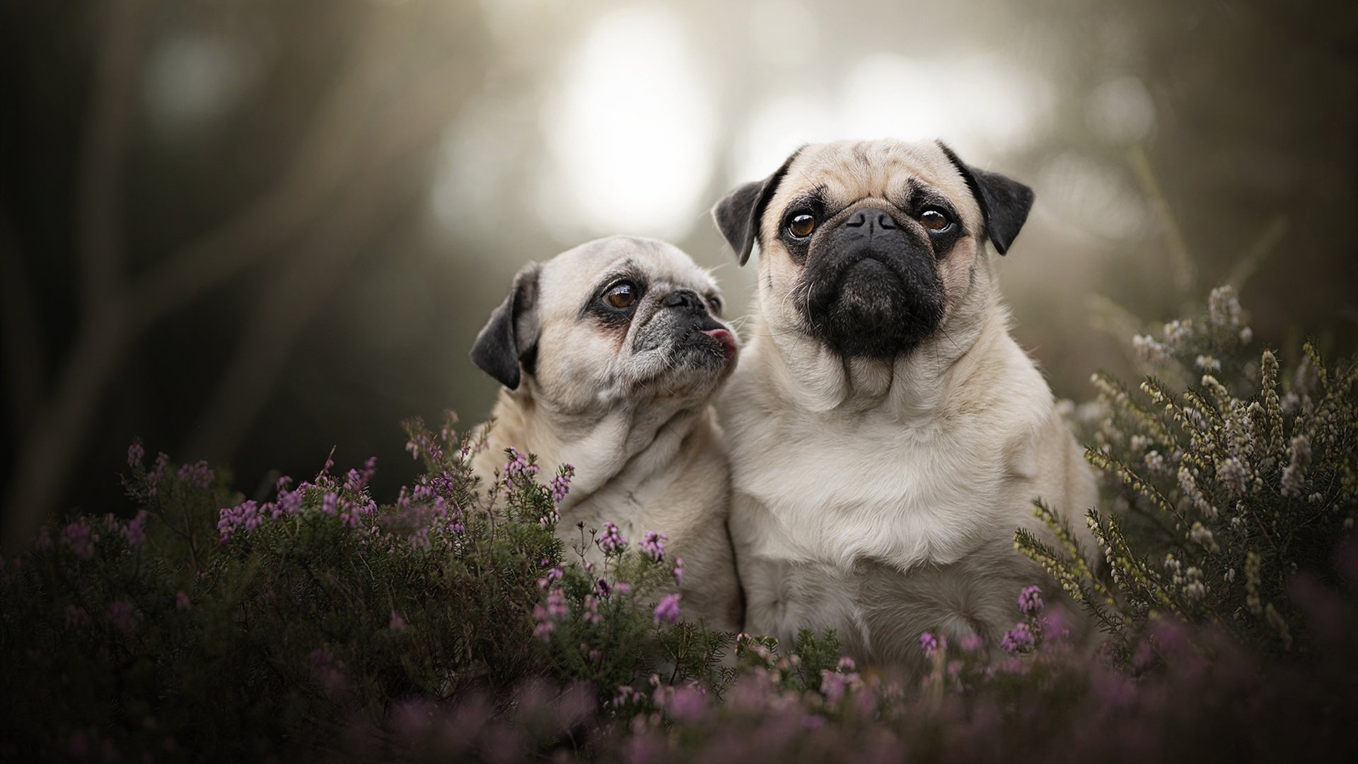 IM Sport-绿茵场外的奇迹，当南非狂胜挪威成为欧冠淘汰赛的焦点隐喻